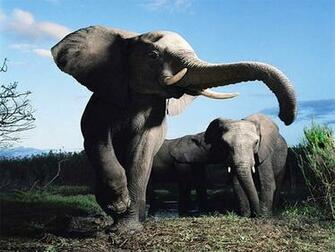 Pc Wallpaper Elephants Screensavers Hq Background HD