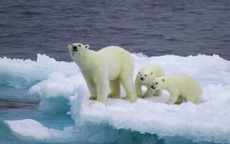 Baby Polar Bear Wallpaper