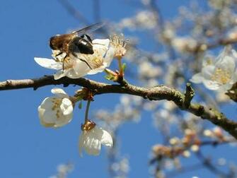Bee On Spring Desktop Pc And Mac Wallpaper