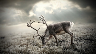 Deer Wallpaper For Pc Britain S Surging Population Is Causing An