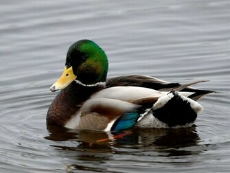 Birds Ducks Wallpaper Mallard