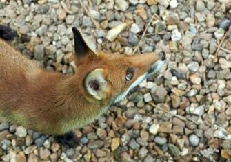 Red Fox Desktop Wallpaper Pre Wallcaper Net