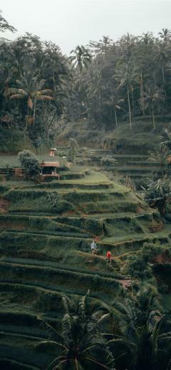 Tegalalang Rice Terrace Ubud Bali iPhone X Wallpaper