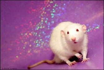Glitter Bug Wallpaper