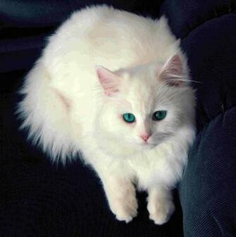 Beautiful White Cat Wallpaper Photosjunction