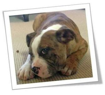 Cute Bulldog Puppies Pictures Puppy Image