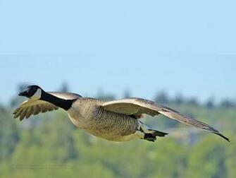 Goose HD Wallpaper