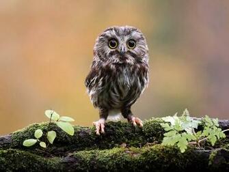 Tag Funny Owl Wallpaper Image Paos Pictures And Background For