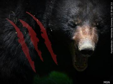 Girl Attacked By Bear In Great Smoky Mountains National Park Wbbj Tv