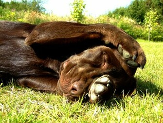 Brown Labrador Chocolate Lab