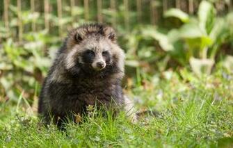 Wallpaper Raccoon Dog Grass Fluffy Animals
