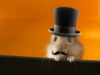 Funny Hamsters Wallpaper Animal