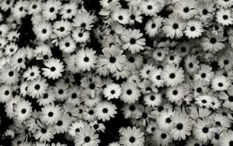Monochrome Flowers HD Wallpaper