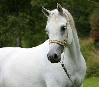 Pretty Arabian Horse Wallpaper