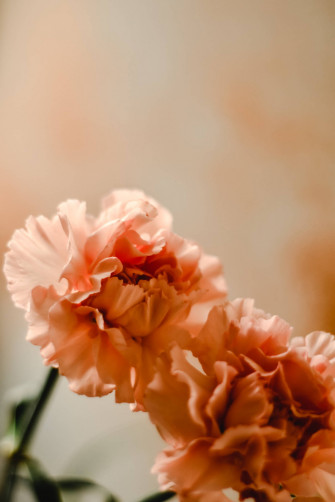 Top Flower Android Wallpaper Full HD 4k To Use