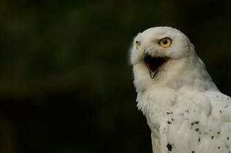 Snowy Owl Computer Wallpaper Desktop Background Id