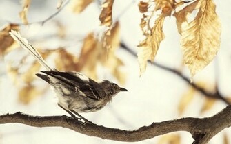 Mockingbird Animals Bird Summer Photo Picture Branch Wallpaper