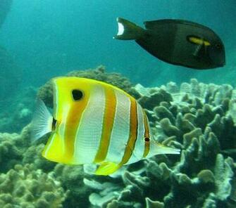 Ocean Reef Wallpaper