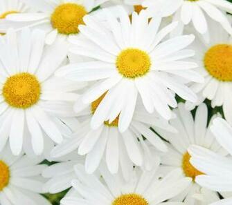 Daisies Background