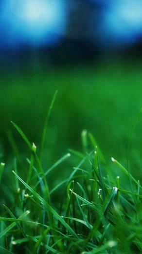 Plant Lg G3 Wallpaper