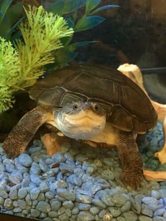 My African Sideneck Turtle Turtles Freshwater