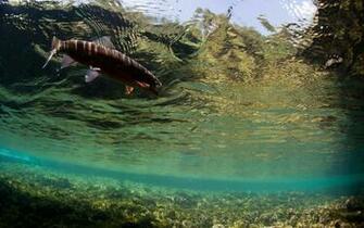 Fly Fishing Aimage