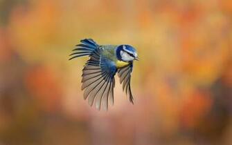 Eurasian Blue Flying Tit Macro Photo Bokeh Beauty