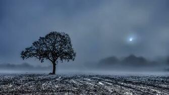 Nature Plant Background Image Love Sadness Feeling