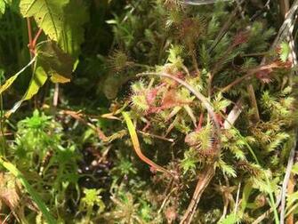 Sphagnum Bog In Ohio Drosera Rotundifolia And Sarracenia Purpurea