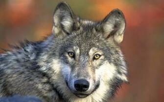 Cool Wallpaper Of Wolves
