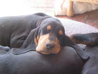 Best Black And Tan Coonhound Wallpaper