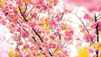 Image Hi Shayari Beautiful Flower Wallpaper For Your