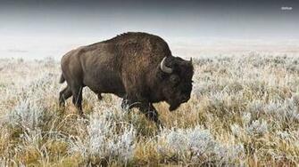 Buffalo Wallpaper