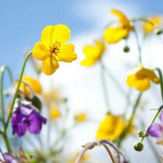 Spring Sky Yellow Purple iPad Wallpaper iPhone