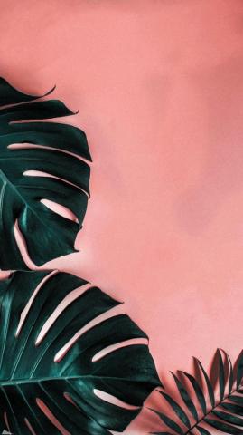Manou Puyo On Plants And Outdoor Garden Ideas Leaves