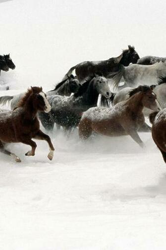 Horses In The Snow iPhone Wallpaper