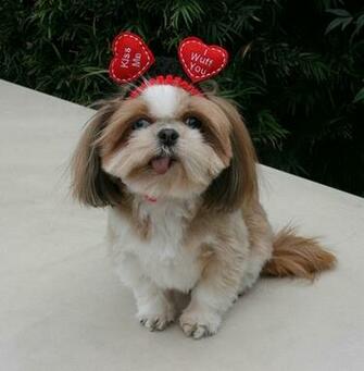 Extremely Cute Valentines Day Animals Funny And