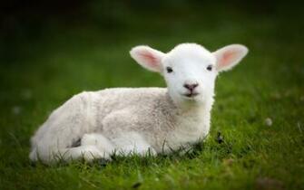 Sheep Wallpaper And Background Image Net