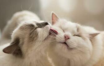 Wallpaper Cats Faces Moydodyr Ragdoll Image For Desktop