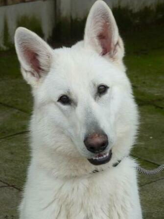 High Quality Imported Dogs White German Shepherd