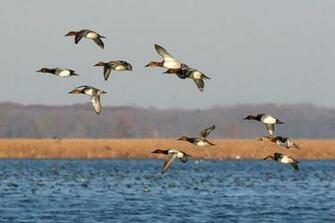 File Sback Aythya Valisineria In Flight Jpg