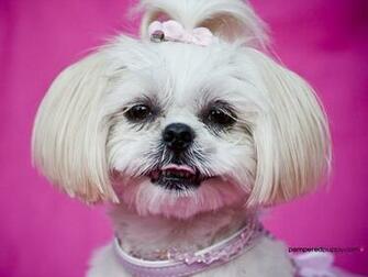 Dog Wallpaper White Shih Tzu On Hot Pink