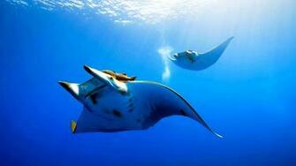 Go Back Image For Deep Sea Fishing Wallpaper
