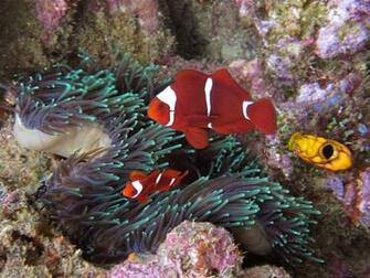 Coral Reefs Wallpaper
