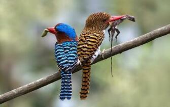 Kingfisher Bird Wallpaper Fantastic Pics