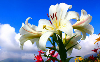 Flower Nature Lily Wallpaper