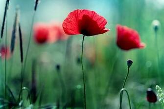 Poppies Wallpaper Poppy Green HD Desktop