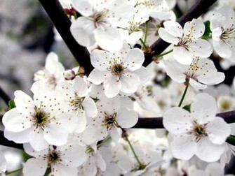 White And Pink Rose Wallpaper Camomile Flowers Desktop