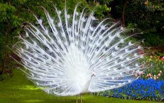 Birds Pictures Facts Wallpaper Information