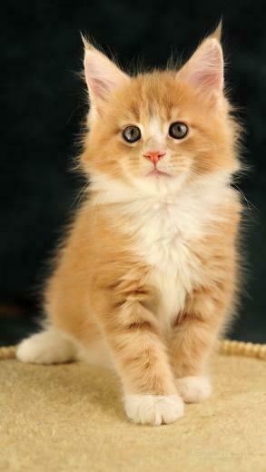 Kitten Your Screen Resolution To Click On Cute iPhone